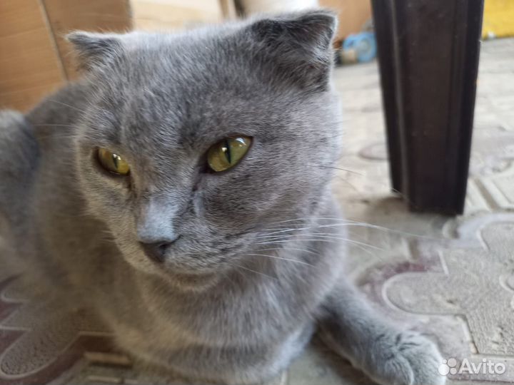 Британские котята
