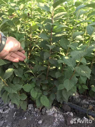 Саженцы войлочной вишни