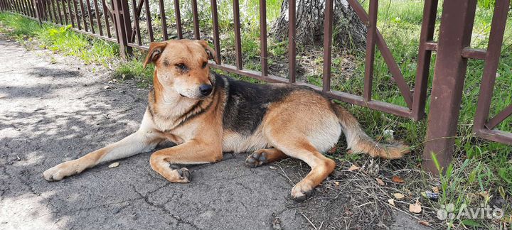 Молодой пёс Братик в добрые руки