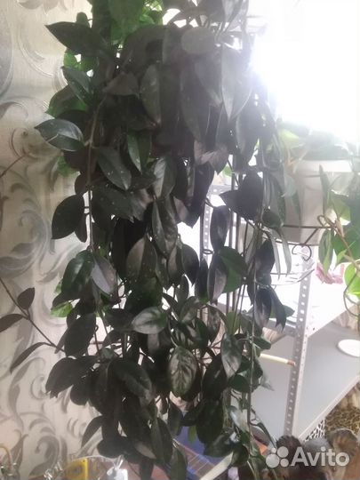 Кротон,фикусы,пеларгония