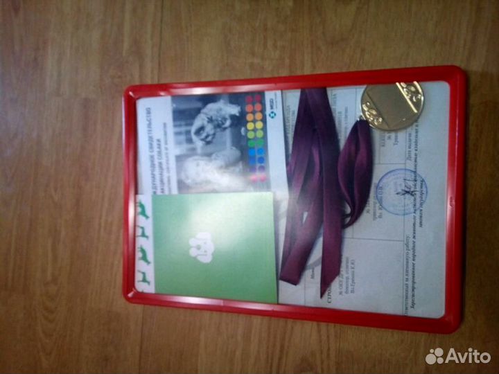 Вязка джек рассел терьер