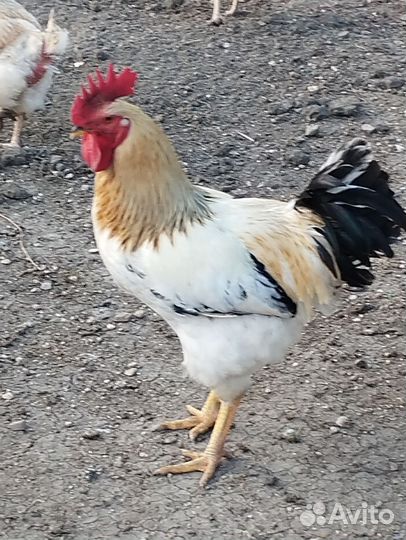Петухи