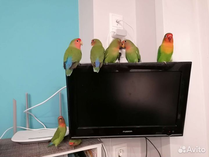 Неразлучник выкормыш бронирую к ноябрю