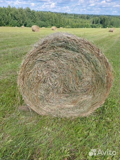 Сено в рулонах 2024г 250кг