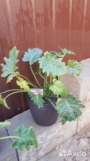 Филодендрон Ксанаду