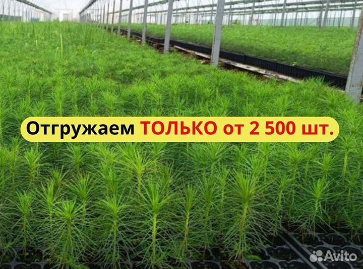 Сеянцы сосны зкс опт