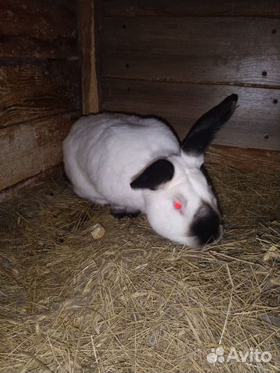 Калифорнийские кролики