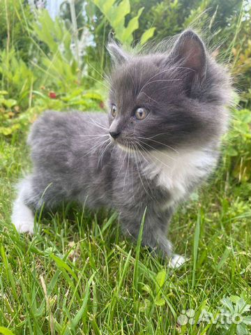 Серый пушистый котенок объявление продам