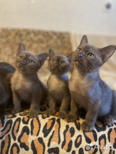 Бурманская