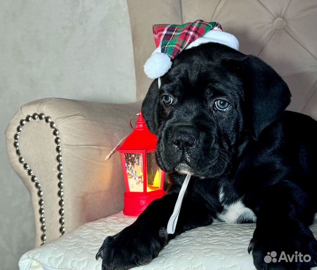 Щенки кане-корсо