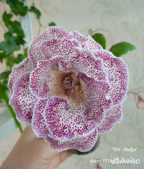 Укоренëнные листья глоксиний