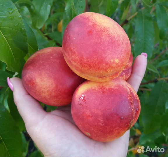 Саженцы черешни