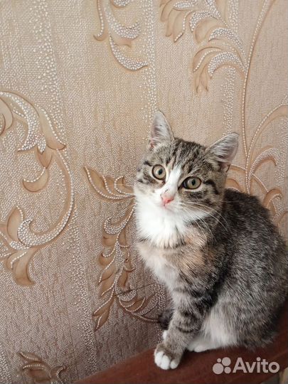 Кошки в добрые руки