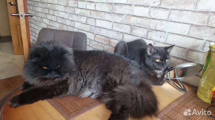 Бесплатно Шотландская кошка