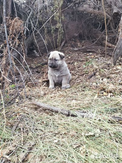 Щеночек Бакс