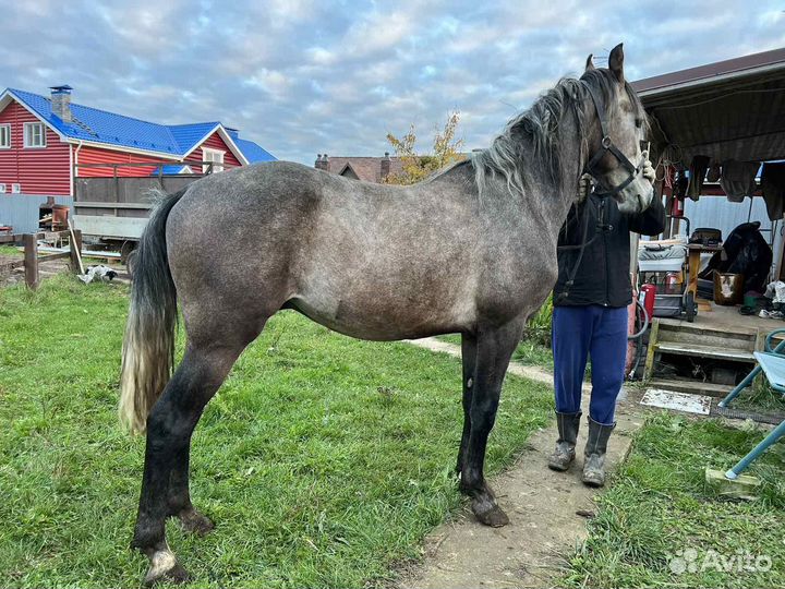 Орловские рысаки