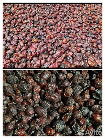 Шиповник сухой