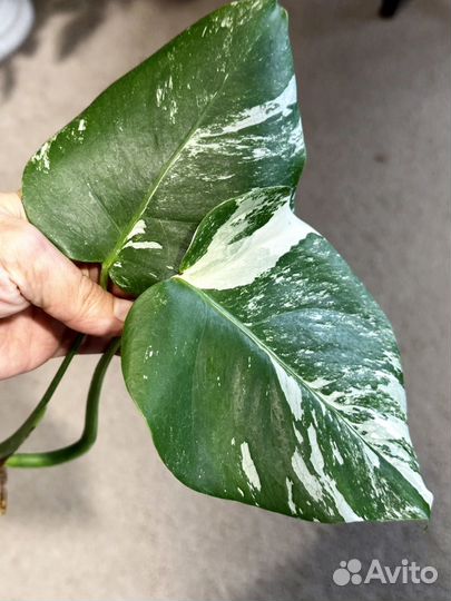 Монстера Альба