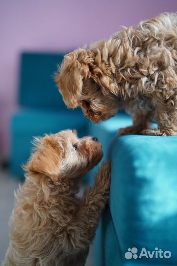 Щенки мальтипу f1 мини