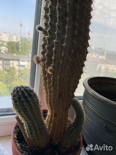 Кактус эхинопсис