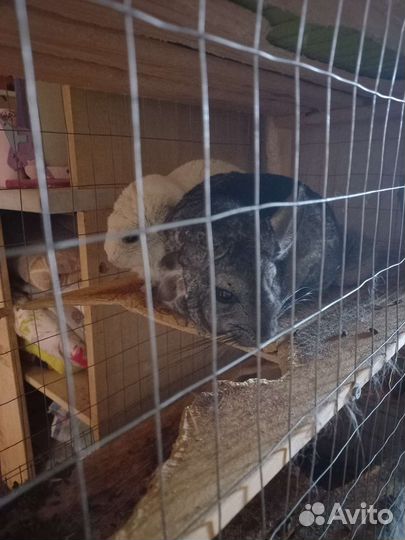 Пара шиншилл с клеткой
