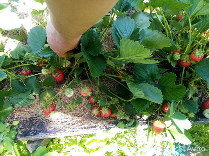 Рассада клубники