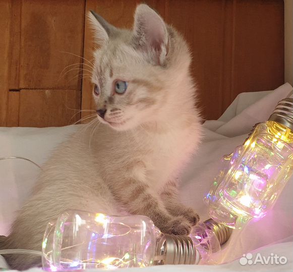 Котята в добрые руки мальчики и одна девочка припе