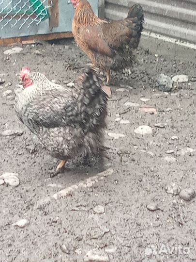 Куры домашние, возраст 1год