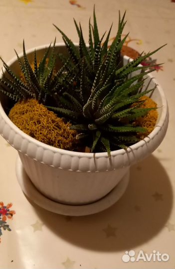 Суккуленты в белом горшке