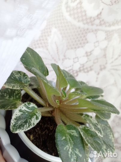 Фиалка мини