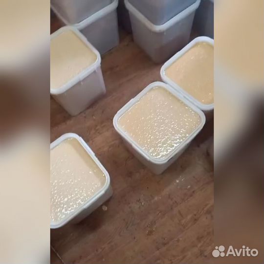 Мёд\мед/донник