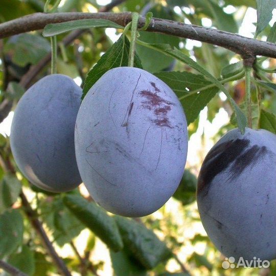 Слива дерево, разные сорта (предзаказ)