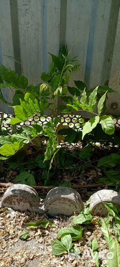 Глициния фиолетовая