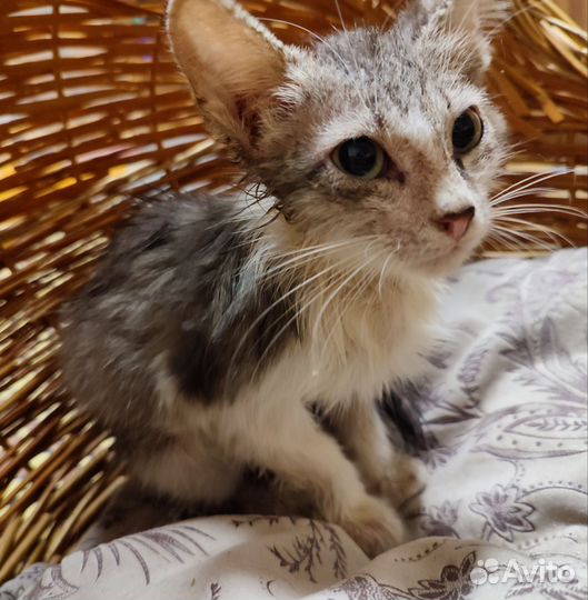 Котёнок