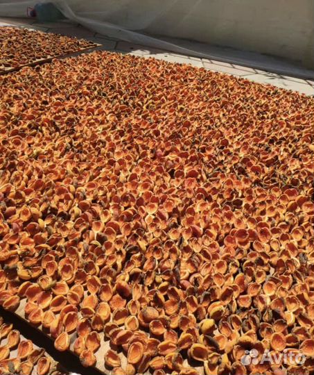 Курага домашняя горная дагестанская