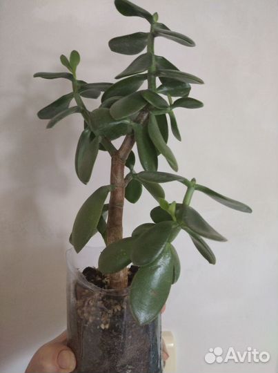 Крассула Обликва (толстянка, денежное дерево)