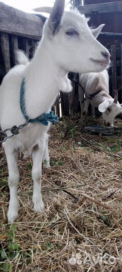 Продам 3 козочек