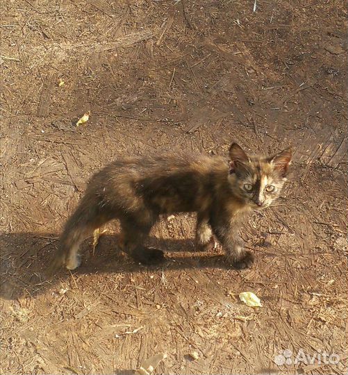 Милый котенок ищет дом