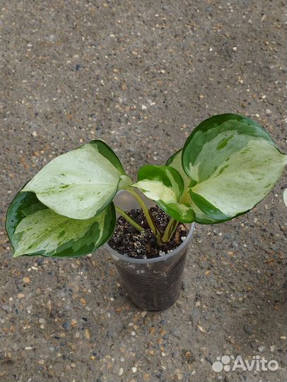 Эпипремнум яблоко