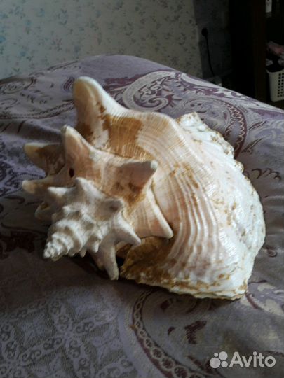 Морская раковина большая