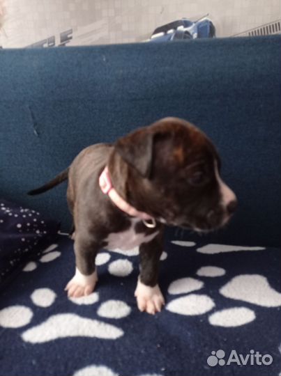 Щенки Питбуль