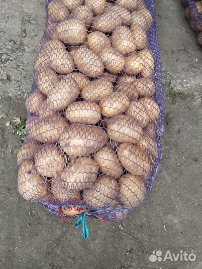 Картофель Гала оптом