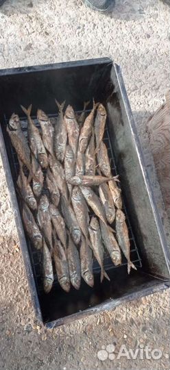 Морская рыбалка в Анапе / Утрише