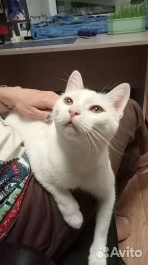 Молодая кошечка