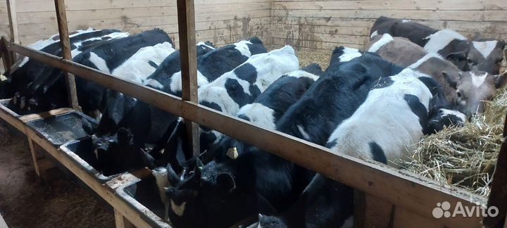 Быки бычки телята