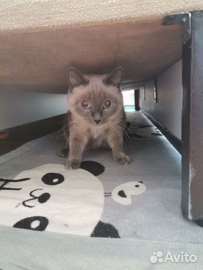 Сиамская кошка