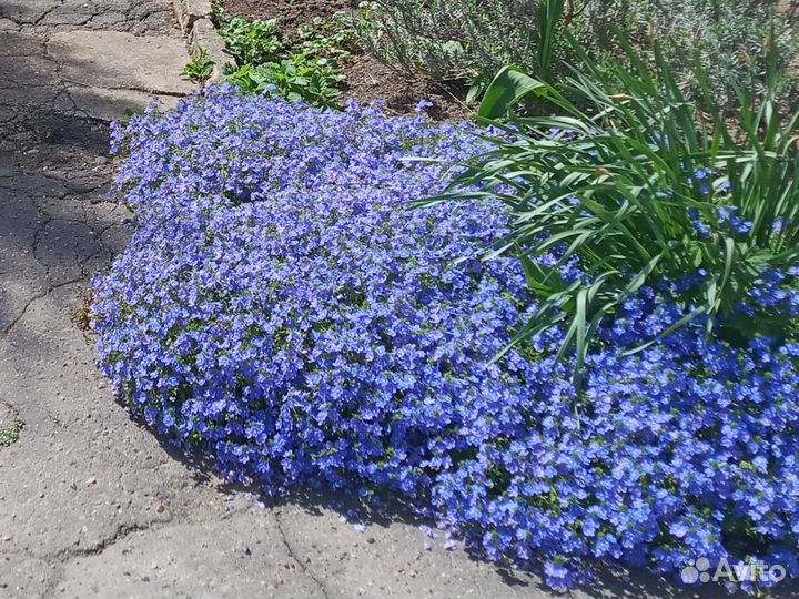 Обриета почвопокровный многолетний цветок, саженцы