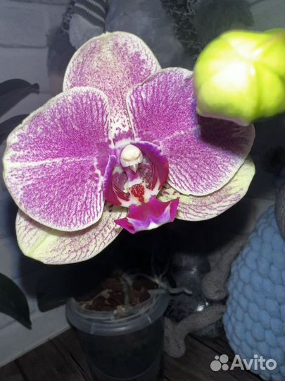 Орхидея