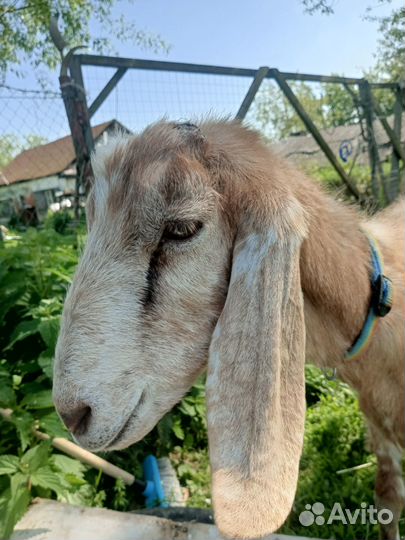 Коза дойная