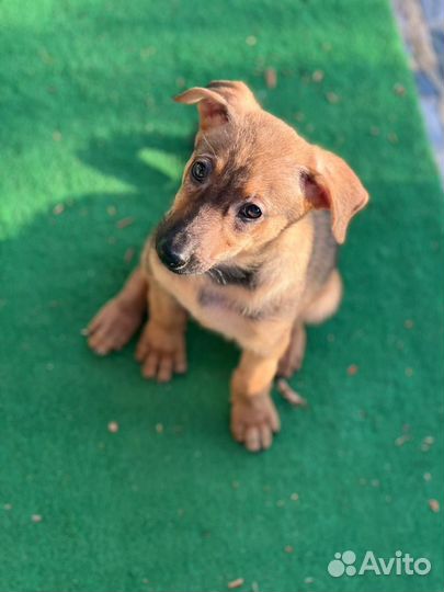 Щенок, девочка